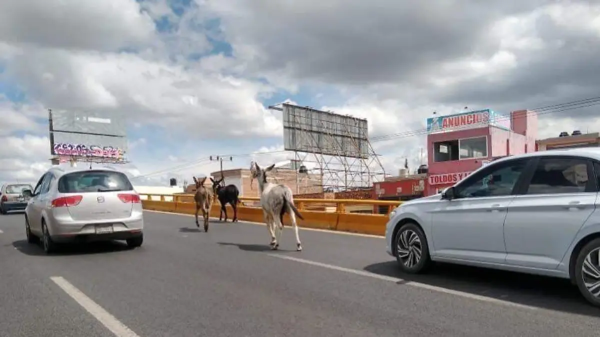 Burros en Salvador Nava